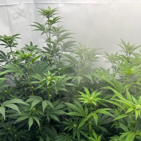 Con Leche  #1 & #2 growlog timeline photo