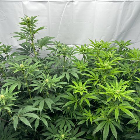 Con Leche  #1 & #2 growlog photo: CL 1(left) is def showing more vigor than CL 2