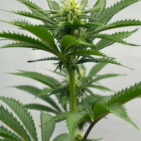 Con Leche  #1 & #2 growlog photo: CL 1(left) is def showing more vigor than CL 2