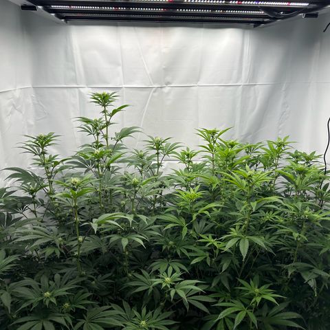Con Leche  #1 & #2 growlog photo: CL 1(left) is def showing more vigor than CL 2