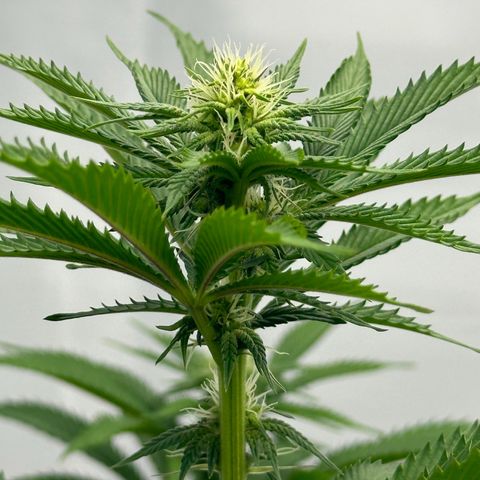Con Leche  #1 & #2 growlog timeline photo