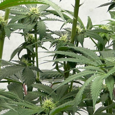 Con Leche  #1 & #2 growlog photo: Bumping up water schedule to twice daily