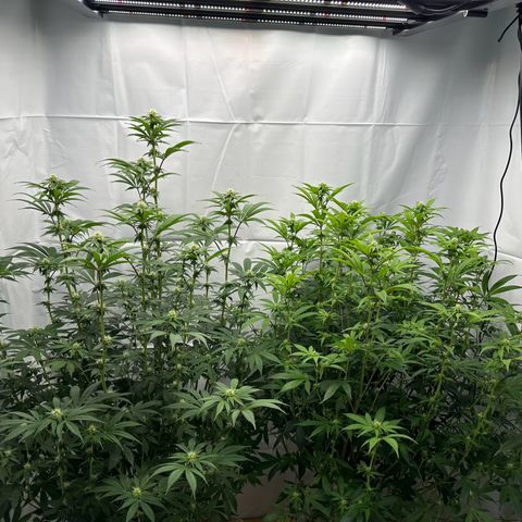 Con Leche  #1 & #2 growlog photo: Bumping up water schedule to twice daily
