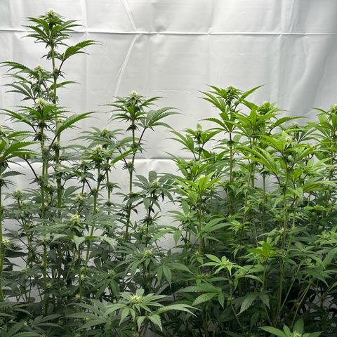 Con Leche  #1 & #2 growlog photo: Bumping up water schedule to twice daily