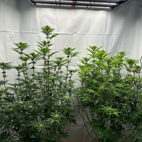 Con Leche  #1 & #2 growlog photo: End of week 3
