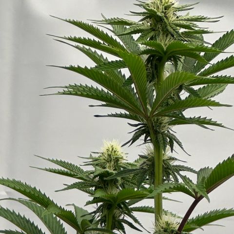 Con Leche  #1 & #2 growlog photo: End of week 3