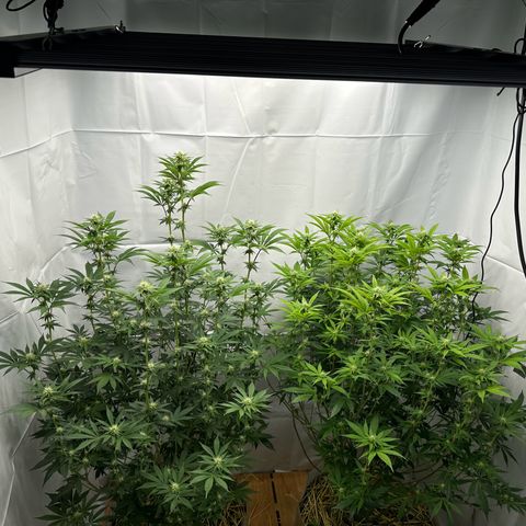 Con Leche  #1 & #2 growlog photo: End of week 3