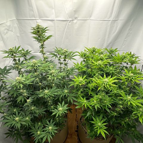 Con Leche  #1 & #2 growlog photo: Soil lookin sexy. 
