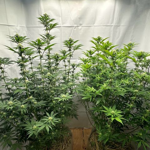 Con Leche  #1 & #2 growlog photo: Soil lookin sexy. 
