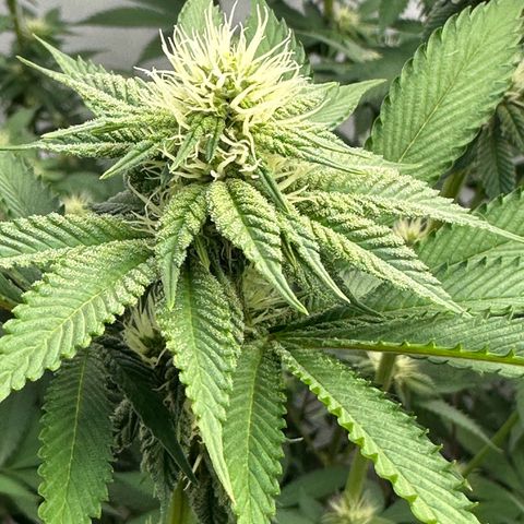 Con Leche  #1 & #2 growlog timeline photo