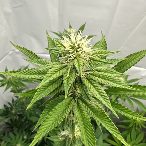 Con Leche  #1 & #2 growlog timeline photo