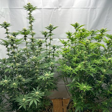 Con Leche  #1 & #2 growlog timeline photo
