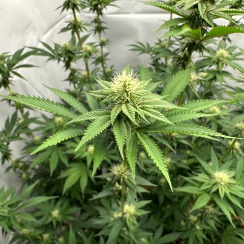 Con Leche  #1 & #2 growlog timeline photo