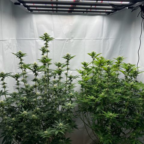 Con Leche  #1 & #2 growlog timeline photo