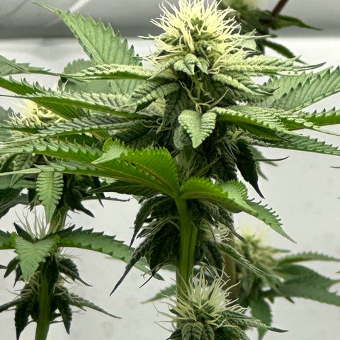 Con Leche  #1 & #2 growlog timeline photo