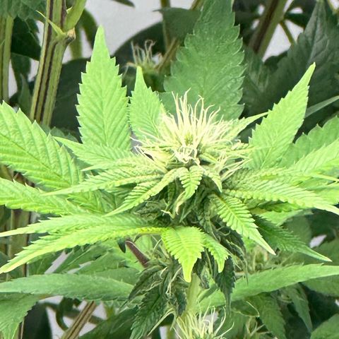 Con Leche  #1 & #2 growlog timeline photo