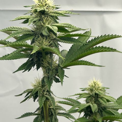 Con Leche  #1 & #2 growlog timeline photo
