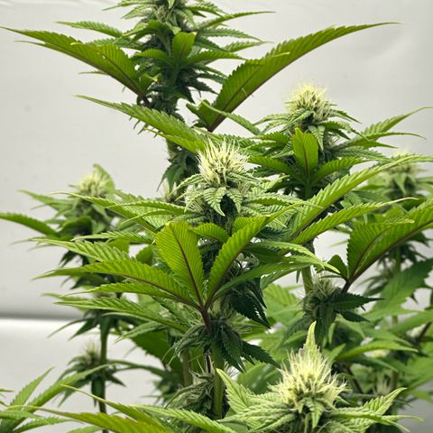 Con Leche  #1 & #2 growlog timeline photo