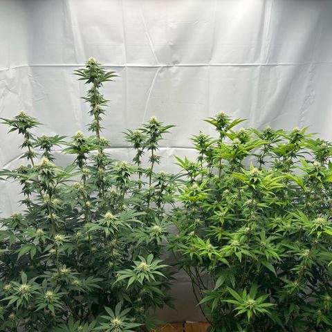 Con Leche  #1 & #2 growlog timeline photo