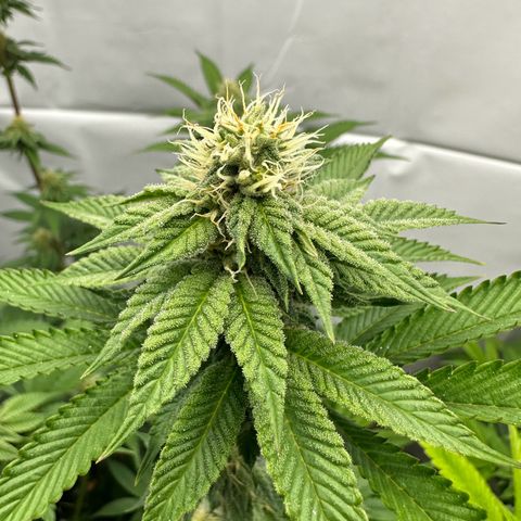 Con Leche  #1 & #2 growlog timeline photo