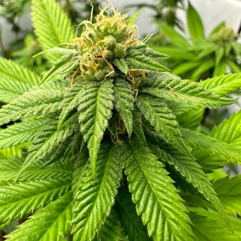 Con Leche  #1 & #2 growlog timeline photo