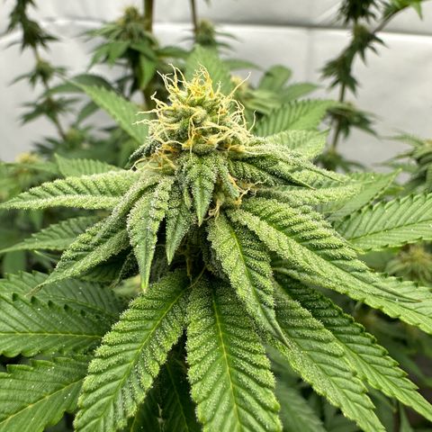 Con Leche  #1 & #2 growlog timeline photo