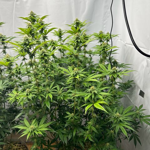 Con Leche  #1 & #2 growlog timeline photo