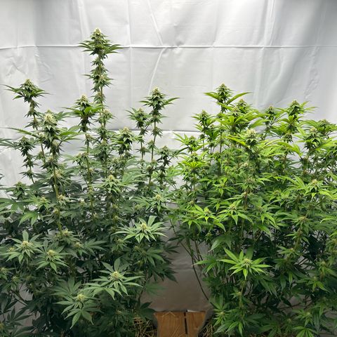 Con Leche  #1 & #2 growlog timeline photo