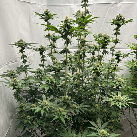 Con Leche  #1 & #2 growlog timeline photo