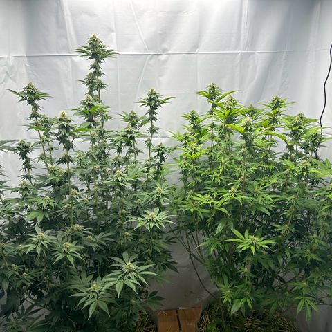 Con Leche  #1 & #2 growlog timeline photo