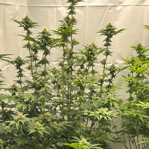 Con Leche  #1 & #2 growlog timeline photo