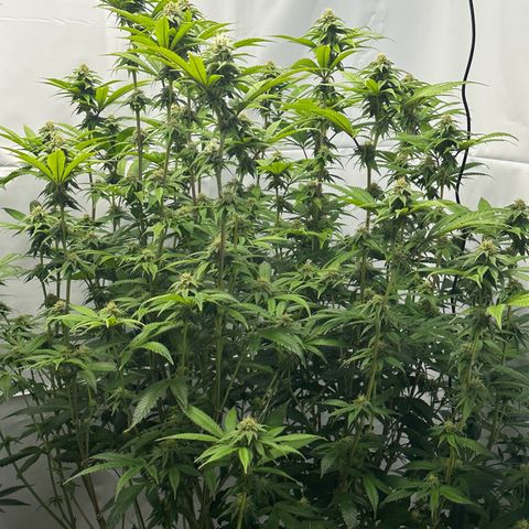 Con Leche  #1 & #2 growlog timeline photo