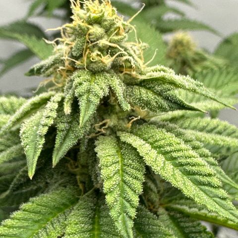 Con Leche  #1 & #2 growlog timeline photo