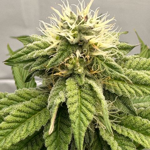 Con Leche  #1 & #2 growlog timeline photo