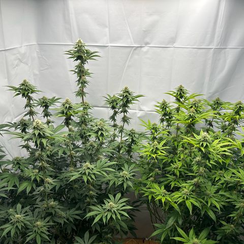 Con Leche  #1 & #2 growlog timeline photo