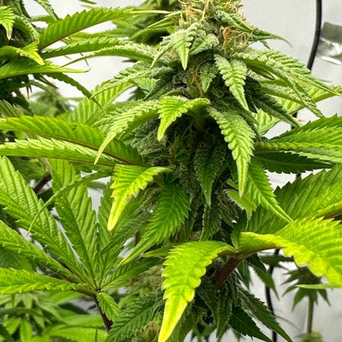 Con Leche  #1 & #2 growlog timeline photo