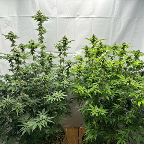 Con Leche  #1 & #2 growlog timeline photo