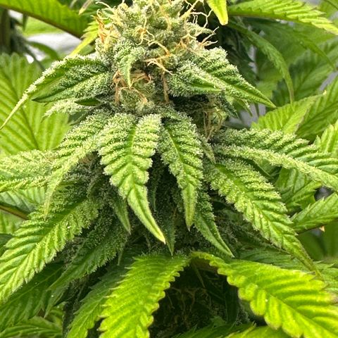 Con Leche  #1 & #2 growlog timeline photo