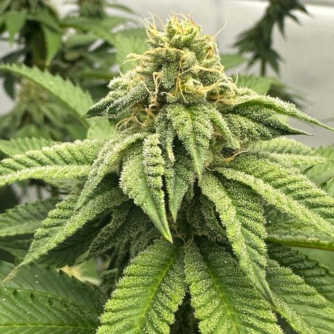 Con Leche  #1 & #2 growlog timeline photo