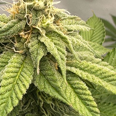 Con Leche  #1 & #2 growlog timeline photo