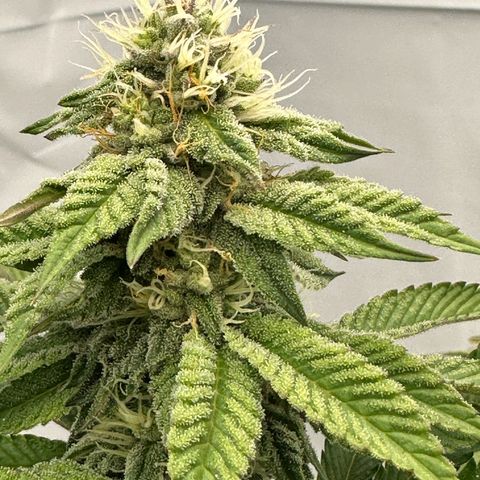 Con Leche  #1 & #2 growlog timeline photo
