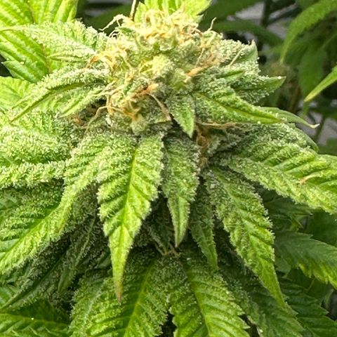Con Leche  #1 & #2 growlog timeline photo