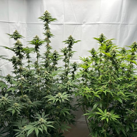 Con Leche  #1 & #2 growlog timeline photo