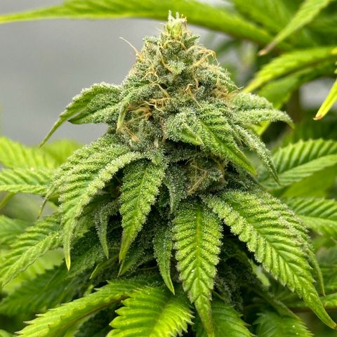 Con Leche  #1 & #2 growlog timeline photo