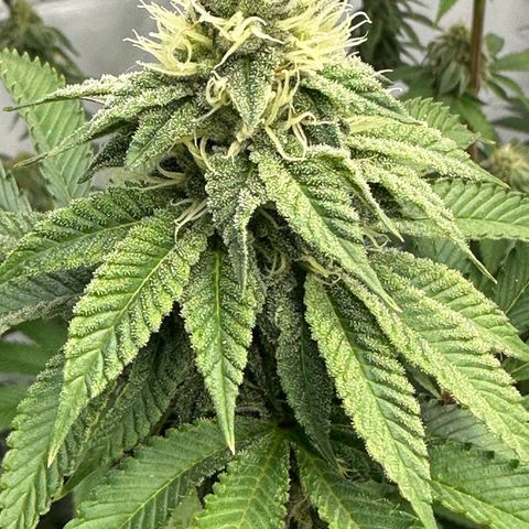 Con Leche  #1 & #2 growlog timeline photo