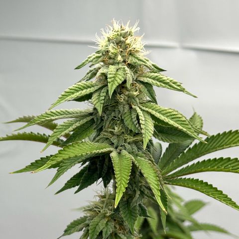 Con Leche  #1 & #2 growlog timeline photo