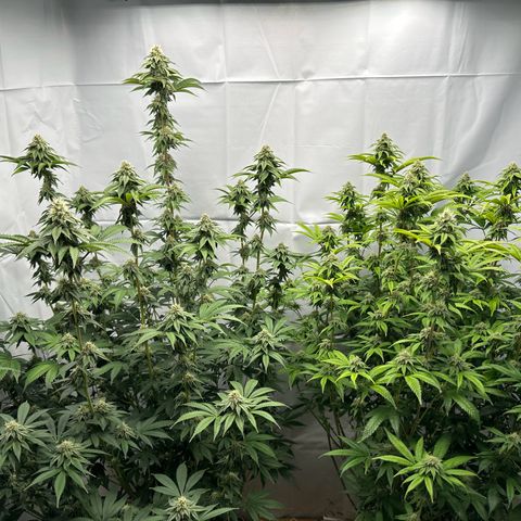 Con Leche  #1 & #2 growlog timeline photo