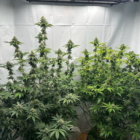 Con Leche  #1 & #2 growlog timeline photo