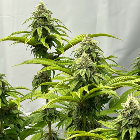 Con Leche  #1 & #2 growlog timeline photo