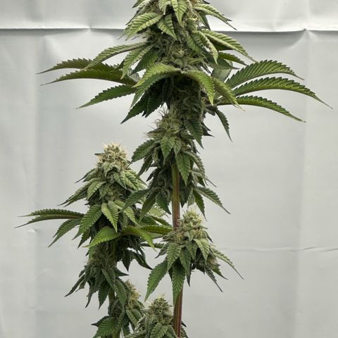 Con Leche  #1 & #2 growlog timeline photo
